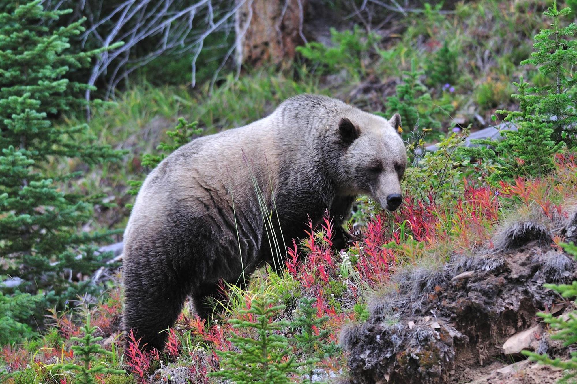 A Bear And Bison Country Inn Канмор Экстерьер фото