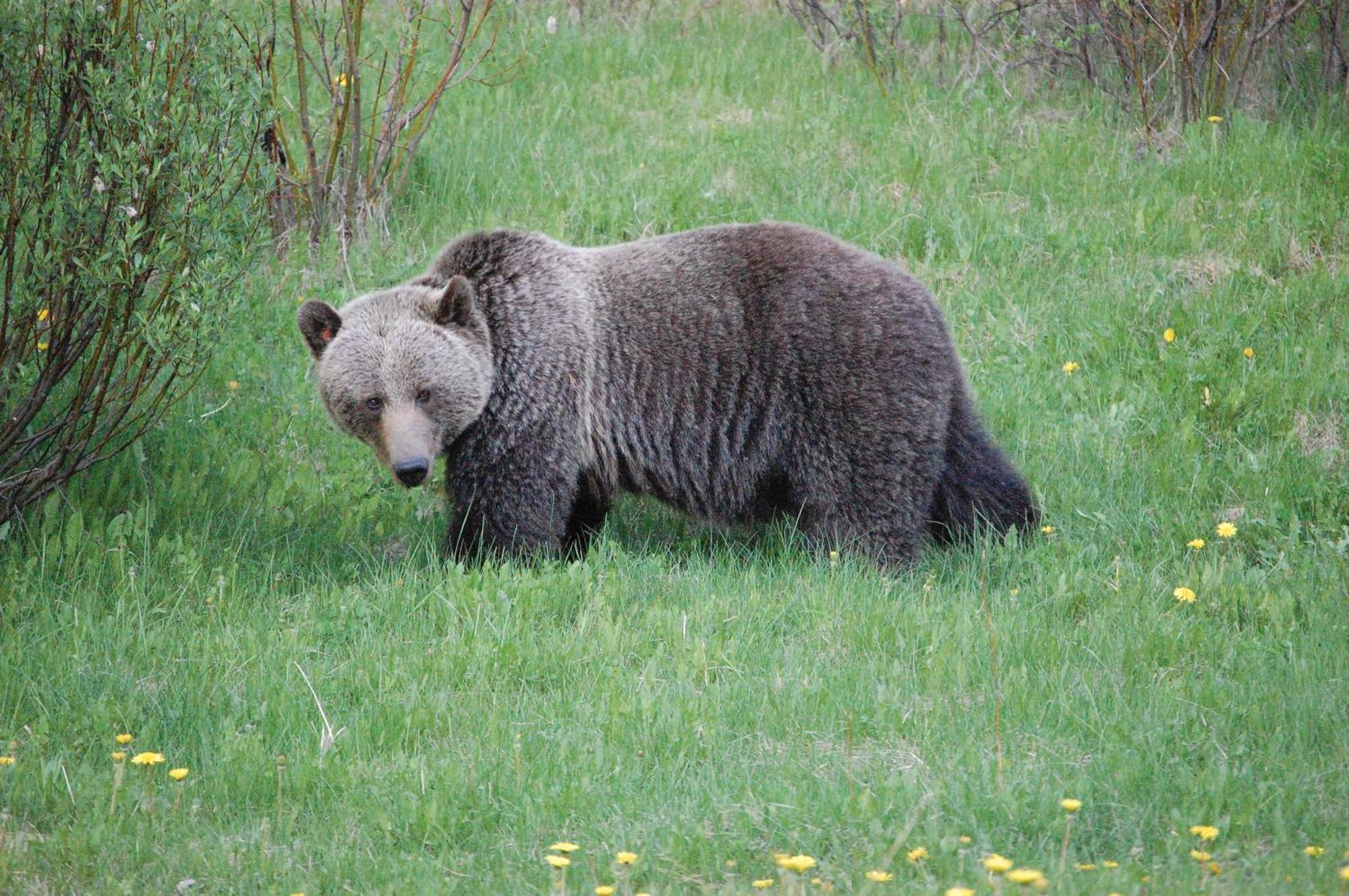 A Bear And Bison Country Inn Канмор Экстерьер фото